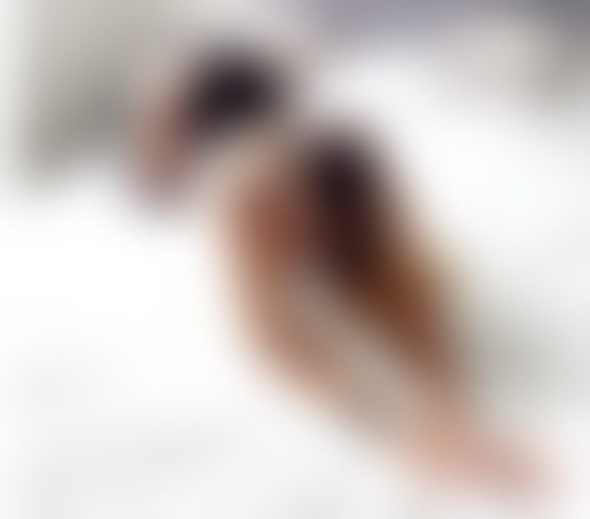 Trans Escorts Hull Hull City Centre - Hull - Photos for NATASHA TS NEW IN TOWN ONLY OUTCALLS PARTY